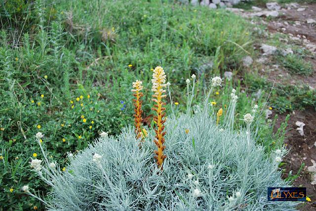 orobanche tra i cespugli di elicriso.JPG